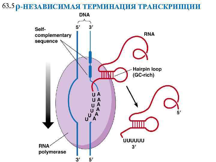 63. 5 ρ-НЕЗАВИСИМАЯ ТЕРМИНАЦИЯ ТРАНСКРИПЦИИ 