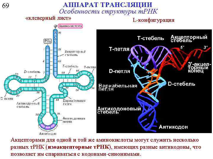 69 АППАРАТ ТРАНСЛЯЦИИ Особенности структуры т. РНК «клеверный лист» L-конфигурация Акцепторами для одной и