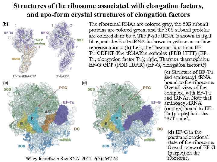 Structures of the ribosome associated with elongation factors, and apo-form crystal structures of elongation