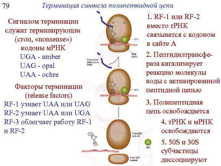 79 Терминация синтеза полипептидной цепи Сигналом терминации служат терминирующие (стоп, «nonsense» ) кодоны м.