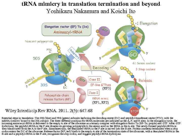 t. RNA mimicry in translation termination and beyond Yoshikazu Nakamura and Koichi Ito (RF