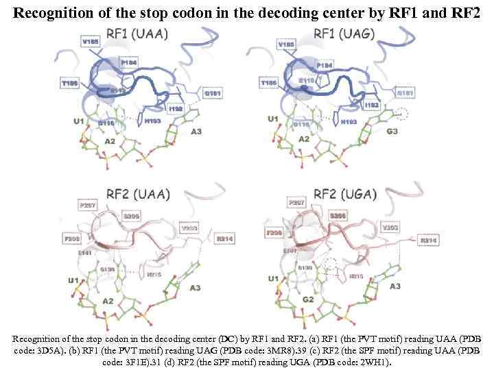 Recognition of the stop codon in the decoding center by RF 1 and RF