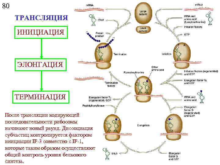 80 ТРАНСЛЯЦИЯ ИНИЦИАЦИЯ ЭЛОНГАЦИЯ ТЕРМИНАЦИЯ После трансляции кодирующей последовательности рибосомы начинают новый раунд. Диссоциация