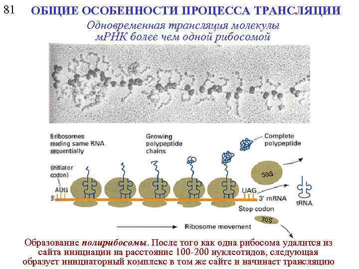 81 ОБЩИЕ ОСОБЕННОСТИ ПРОЦЕССА ТРАНСЛЯЦИИ Одновременная трансляция молекулы м. РНК более чем одной рибосомой