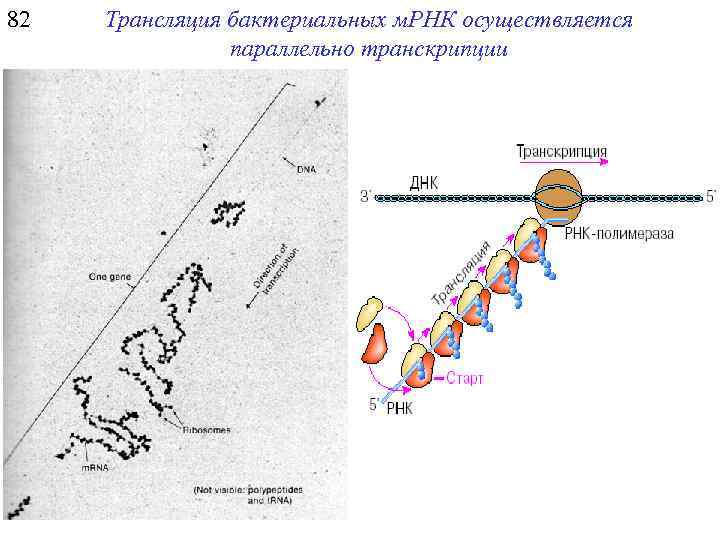 82 Трансляция бактериальных м. РНК осуществляется параллельно транскрипции 