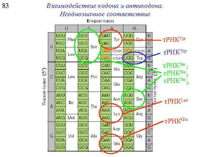 Взаимодействие кодона и антикодона. Неоднозначное соответствие т. РНКTyr (3’) т. РНКTrp (5’) 83 т.