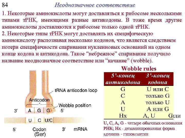 84 Неоднозначное соответствие 1. Некоторые аминокислоты могут доставляться к рибосоме несколькими типами т. РНК,