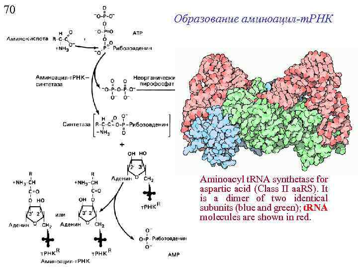 70 Образование аминоацил-т. РНК Aminoacyl t. RNA synthetase for aspartic acid (Class II aa.