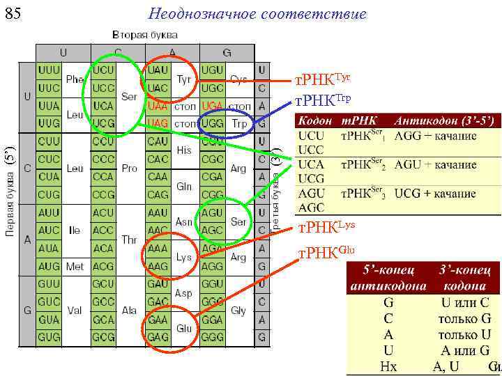 85 Неоднозначное соответствие (3’) (5’) т. РНКTyr т. РНКTrp т. РНКSer 1 т. РНКSer