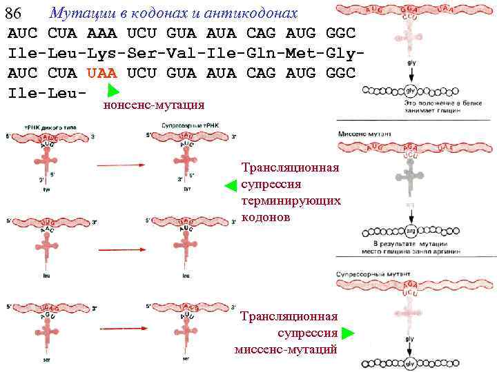 Мутации в кодонах и антикодонах 86 AUC CUA ААА UCU GUA AUA CAG AUG