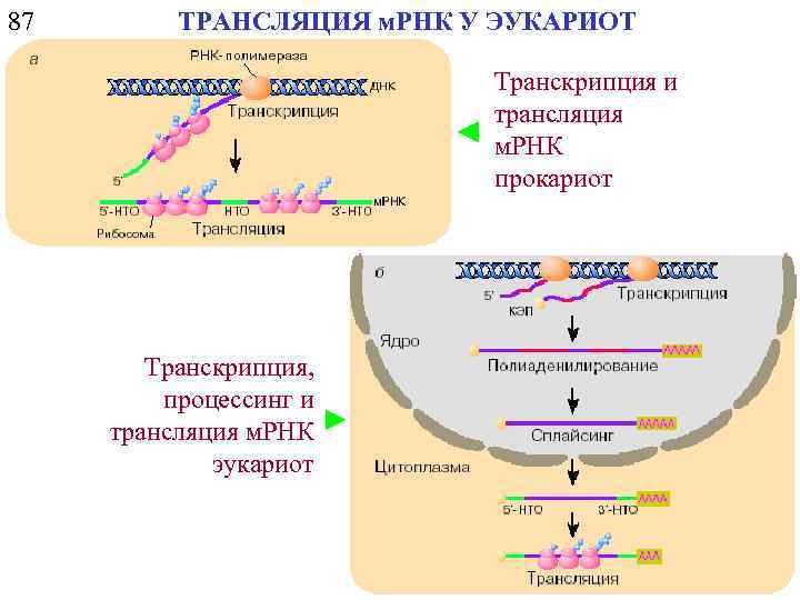 87 ТРАНСЛЯЦИЯ м. РНК У ЭУКАРИОТ Транскрипция и трансляция м. РНК прокариот Транскрипция, процессинг