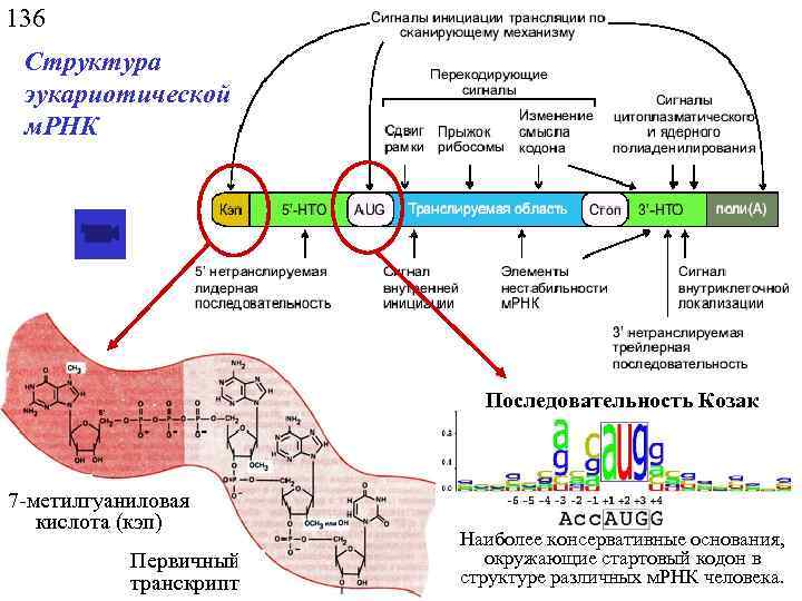 136 Структура эукариотической м. РНК Последовательность Козак 7 -метилгуаниловая кислота (кэп) Первичный транскрипт Наиболее
