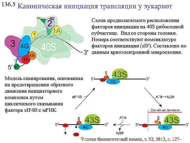 136. 5 Каноническая инициация трансляции у эукариот Схема предполагаемого расположения факторов инициации на 40