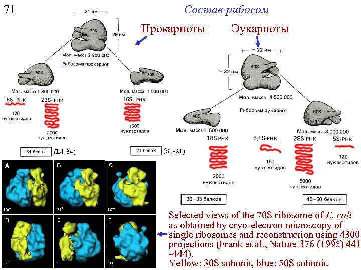 Типы рибосом эукариот