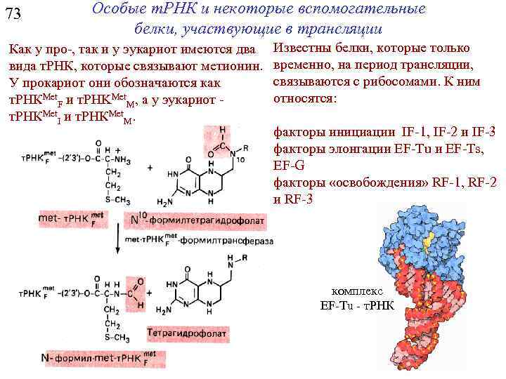 73 Особые т. РНК и некоторые вспомогательные белки, участвующие в трансляции Как у про-,