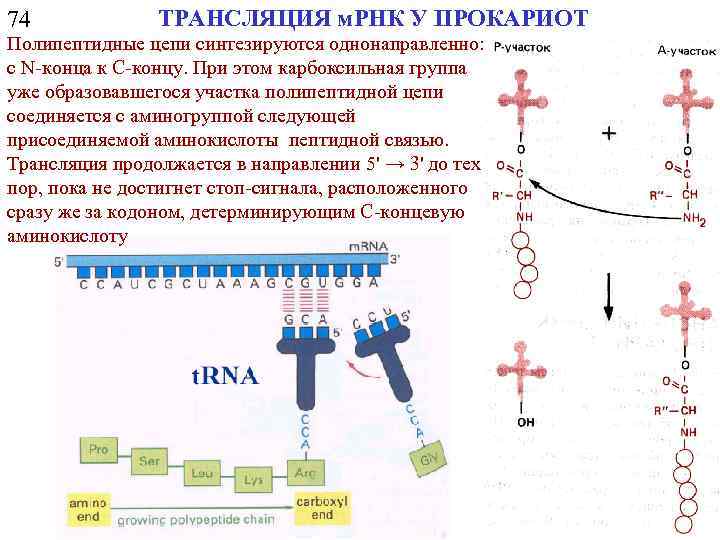 74 ТРАНСЛЯЦИЯ м. РНК У ПРОКАРИОТ Полипептидные цепи синтезируются однонаправленно: с N-конца к C-концу.