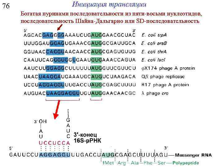 76 Инициация трансляции Богатая пуринами последовательности из пяти-восьми нуклеотидов, последовательность Шайна-Дальгарно или SD-последовательность 