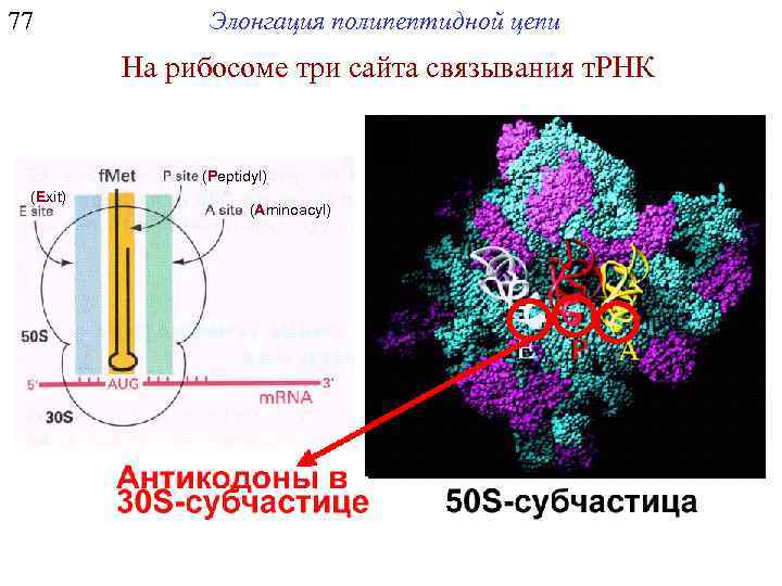 77 Элонгация полипептидной цепи На рибосоме три сайта связывания т. РНК (Peptidyl) (Exit) (Aminoacyl)