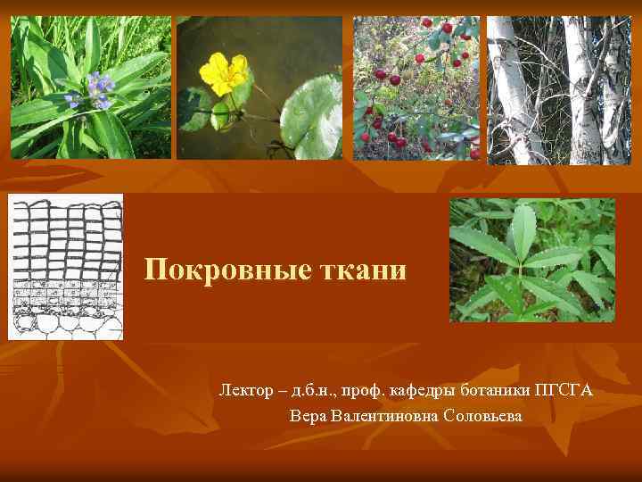 Покровные ткани Лектор – д. б. н. , проф. кафедры ботаники ПГСГА Вера Валентиновна