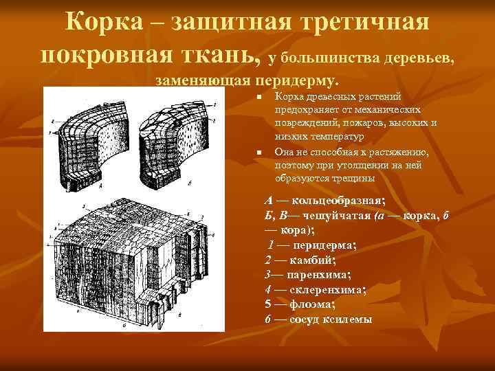 Корка – защитная третичная покровная ткань, у большинства деревьев, заменяющая перидерму. n n Корка