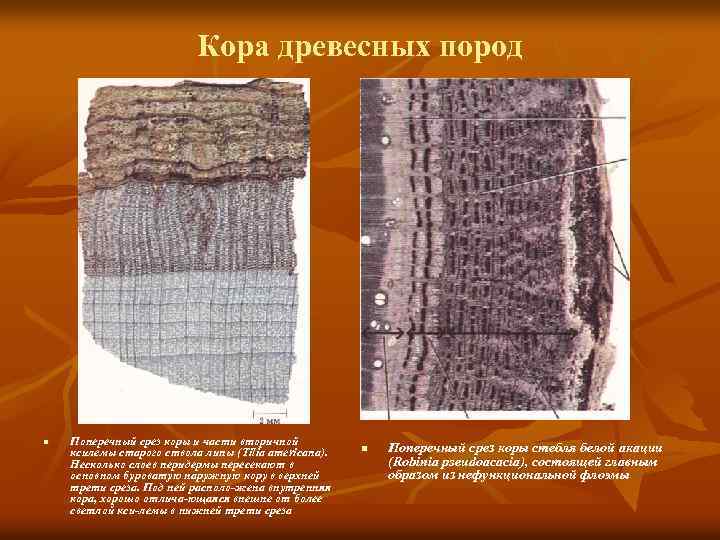 Кора древесных пород n Поперечный срез коры и части вторичной ксилемы старого ствола липы