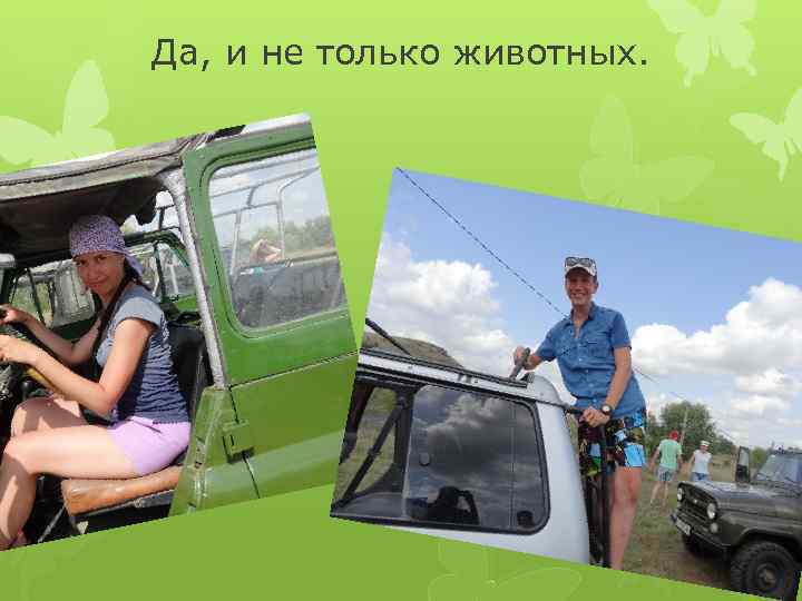 Да, и не только животных. 