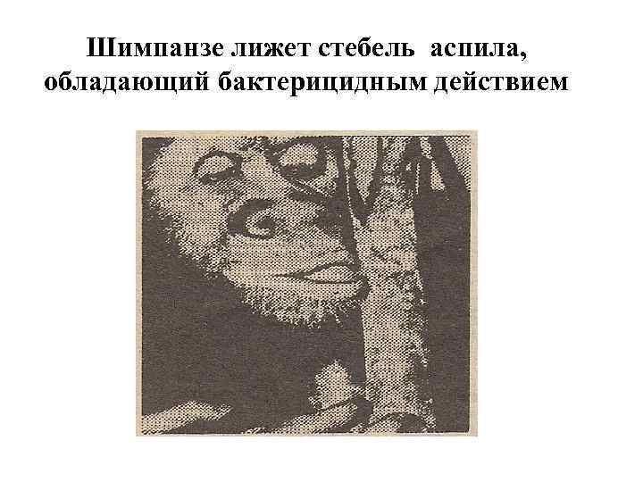 Шимпанзе лижет стебель аспила, обладающий бактерицидным действием 