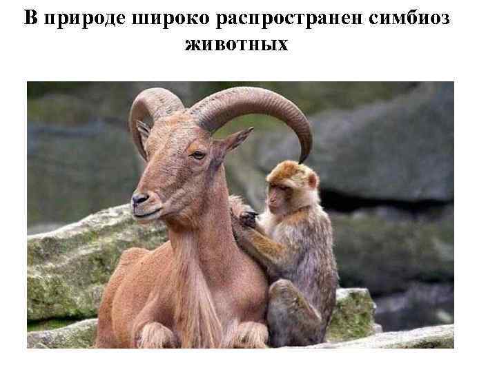 В природе широко распространен симбиоз животных 