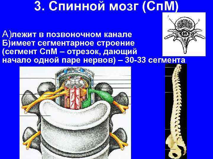 3. Спинной мозг (Сп. М) А)лежит в позвоночном канале Б)имеет сегментарное строение (сегмент Сп.