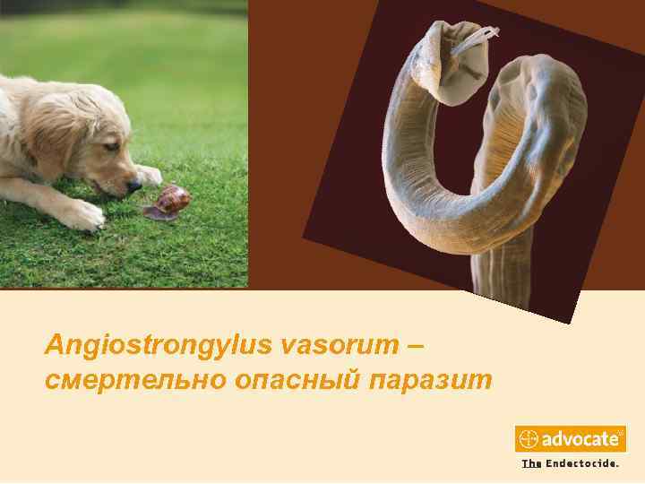 Angiostrongylus vasorum – смертельно опасный паразит 