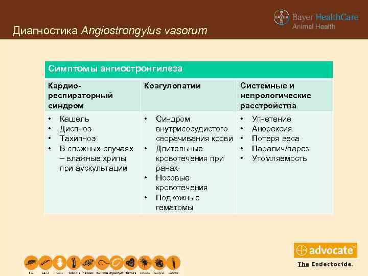 Диагностика Angiostrongylus vasorum Симптомы ангиостронгилеза Кардиореспираторный синдром Коагулопатии Системные и неврологические расстройства • •