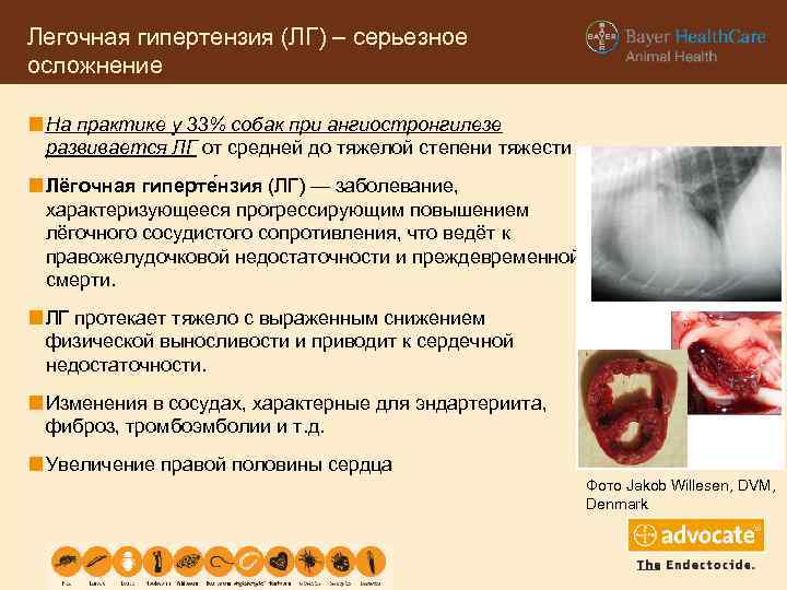 Легочная гипертензия (ЛГ) – серьезное осложнение На практике у 33% собак при ангиостронгилезе развивается