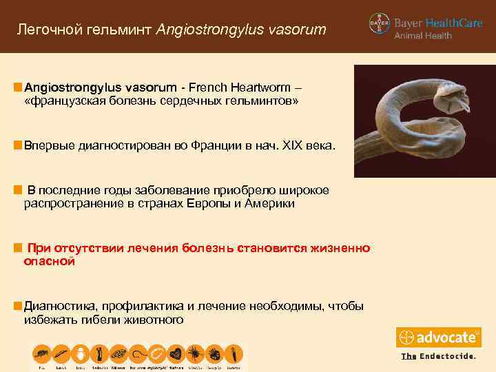 Легочной гельминт Angiostrongylus vasorum - French Heartworm – «французская болезнь сердечных гельминтов» Впервые диагностирован