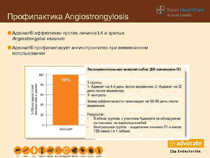 Профилактика Angiostrongylosis Aдвокат® эффективен против личинок L 4 и зрелых Angiostrongylus vasorum Адвокат® профилактирует