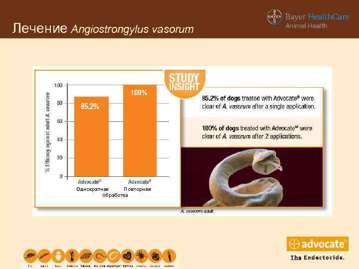 Лечение Angiostrongylus vasorum Однократная Повторная обработка 