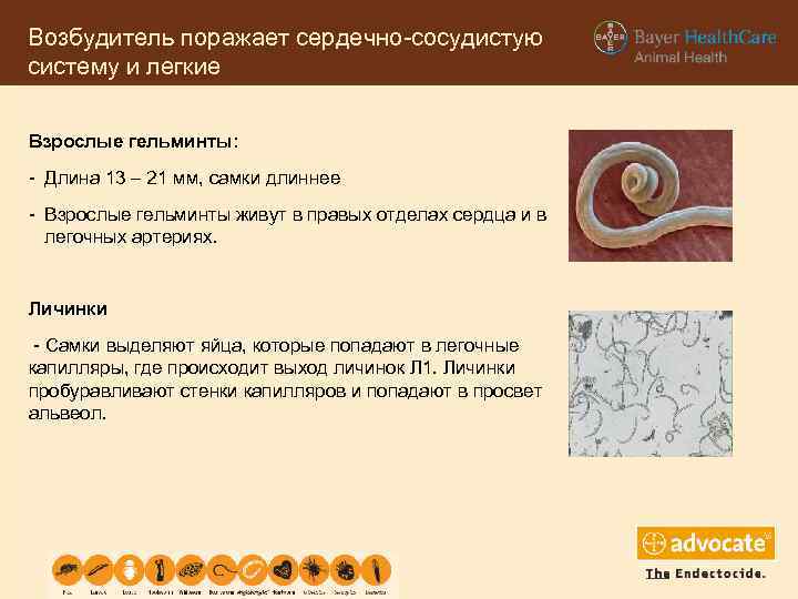 Возбудитель поражает сердечно-сосудистую систему и легкие Взрослые гельминты: - Длина 13 – 21 мм,