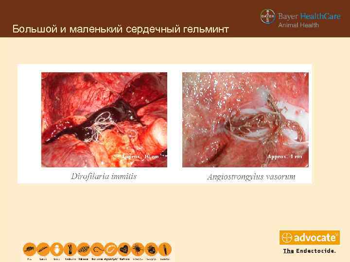 Большой и маленький сердечный гельминт 