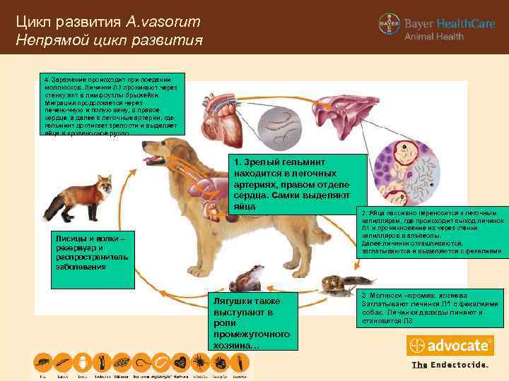 Цикл развития A. vasorum Непрямой цикл развития 4. Заражение происходит при поедании моллюсков. Личинки