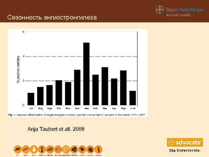 Сезонность ангиостронгилеза Anja Taubert et all. 2008 