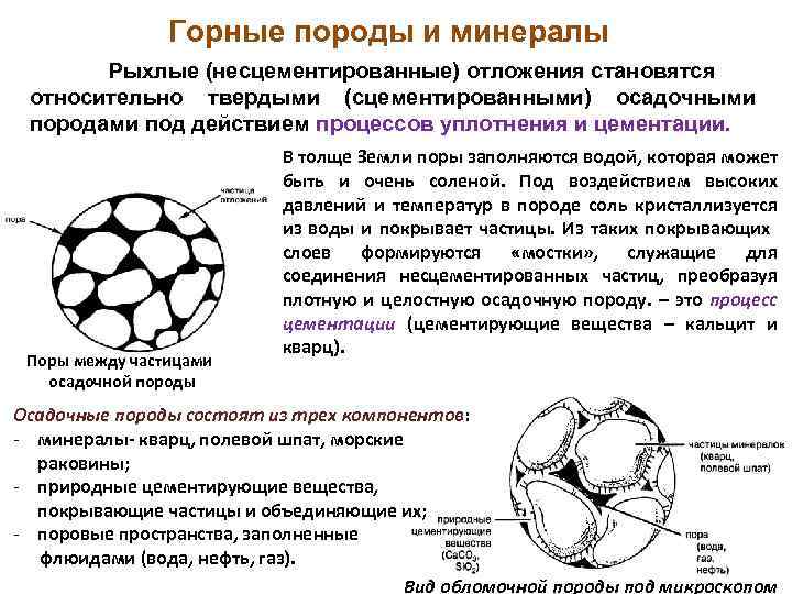 Процесс образования какой органической горной породы показан на рисунке