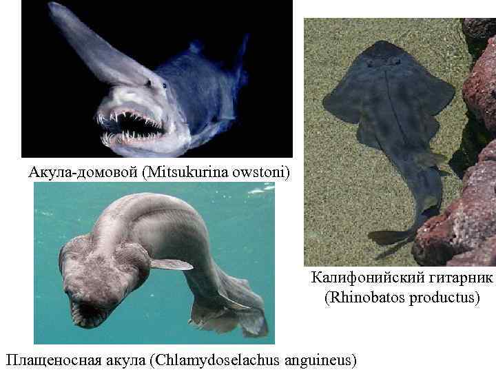 Акула-домовой (Mitsukurina owstoni) Калифонийский гитарник (Rhinobatos productus) Плащеносная акула (Chlamydoselachus anguineus) 