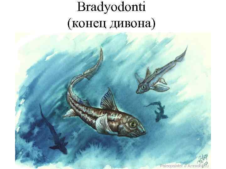 Bradyodonti (конец дивона) 
