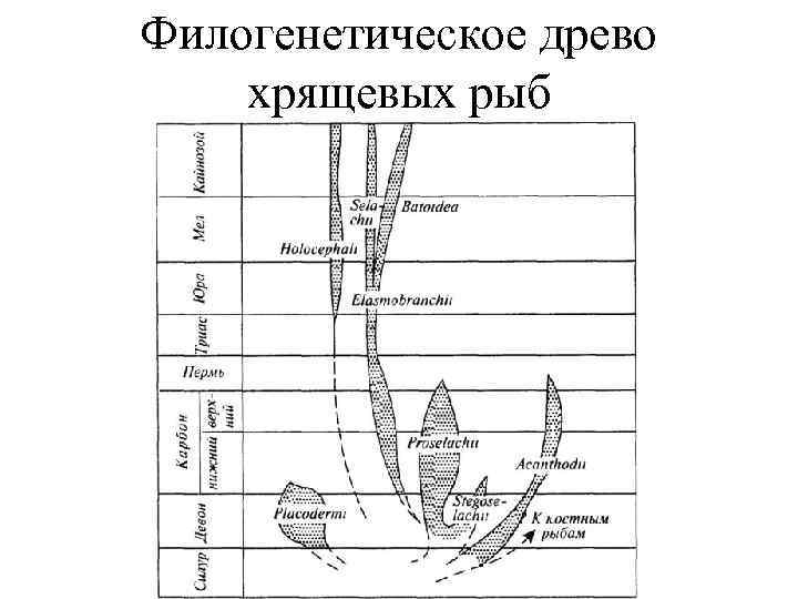 Филогенетическое древо хрящевых рыб 