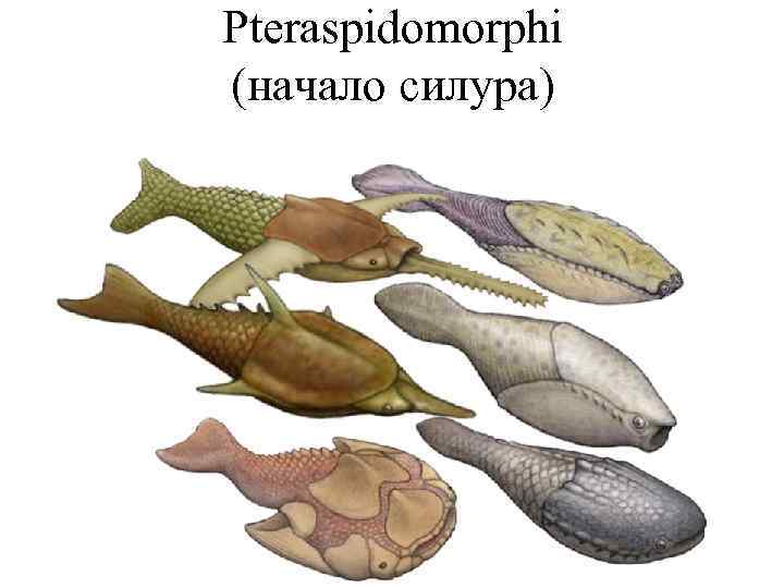 Pteraspidomorphi (начало силура) 