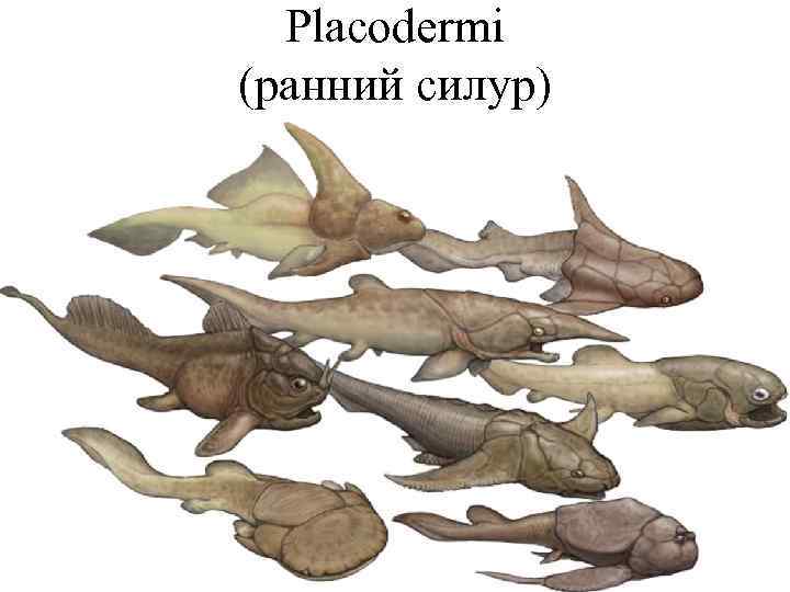 Placodermi (ранний силур) 