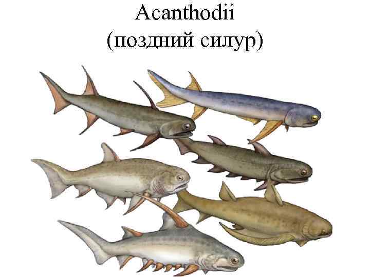 Acanthodii (поздний силур) 