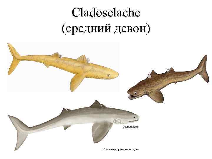 Cladoselache (средний девон) 