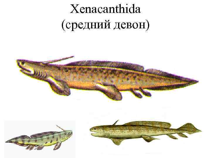 Xenacanthida (средний девон) 