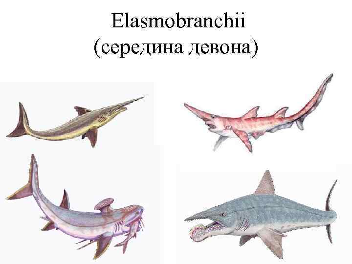  Elasmobranchii (середина девона) 