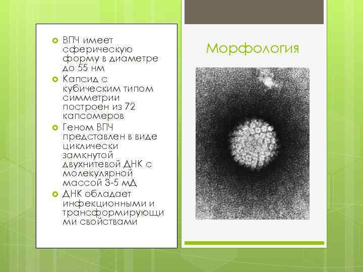  ВПЧ имеет сферическую форму в диаметре до 55 нм Капсид с кубическим типом